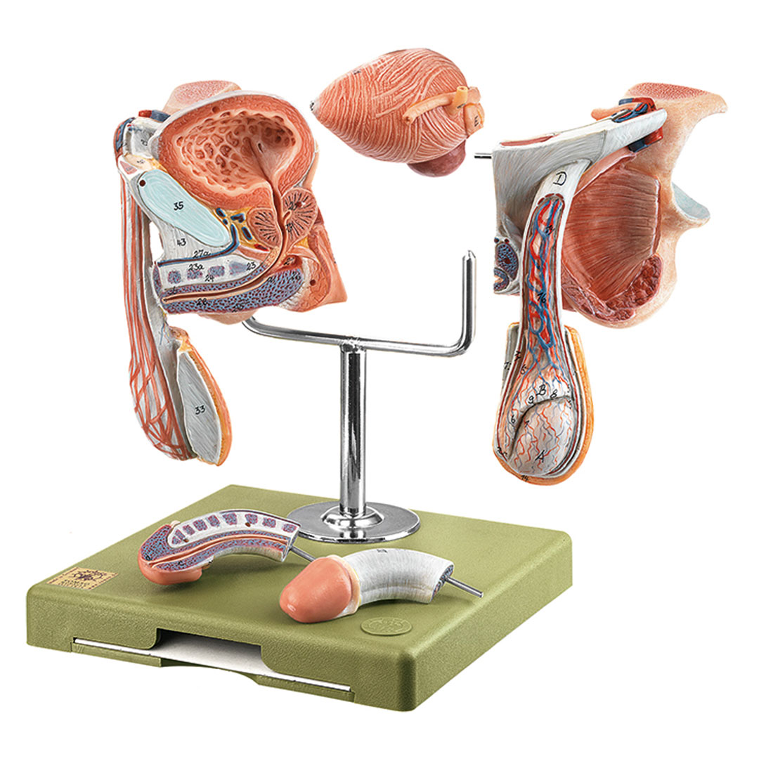 SOMSO® Männliche Geschlechtsorgane