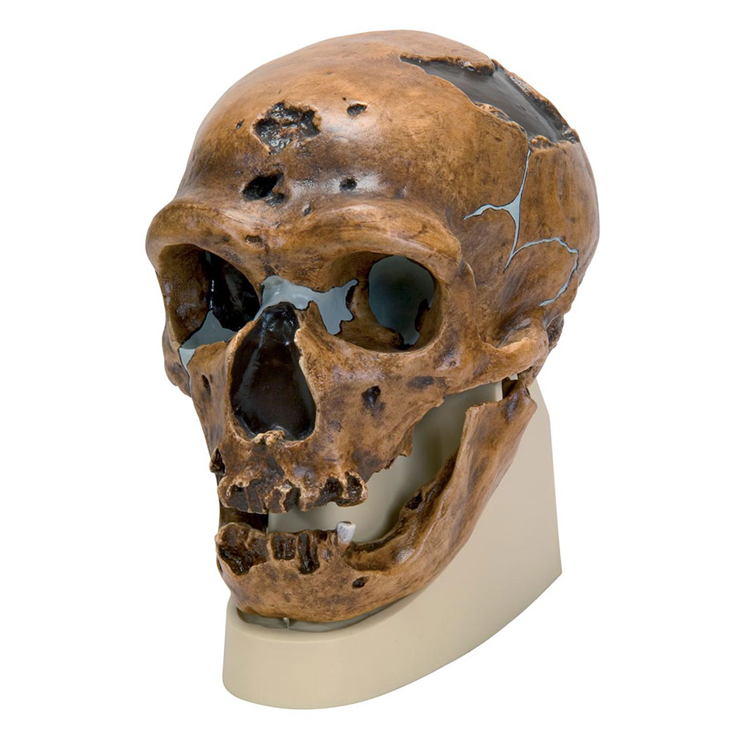 3B SCIENTIFIC Anthrop.Schädel - La Chapelle-aux-Saints (VN751/1)