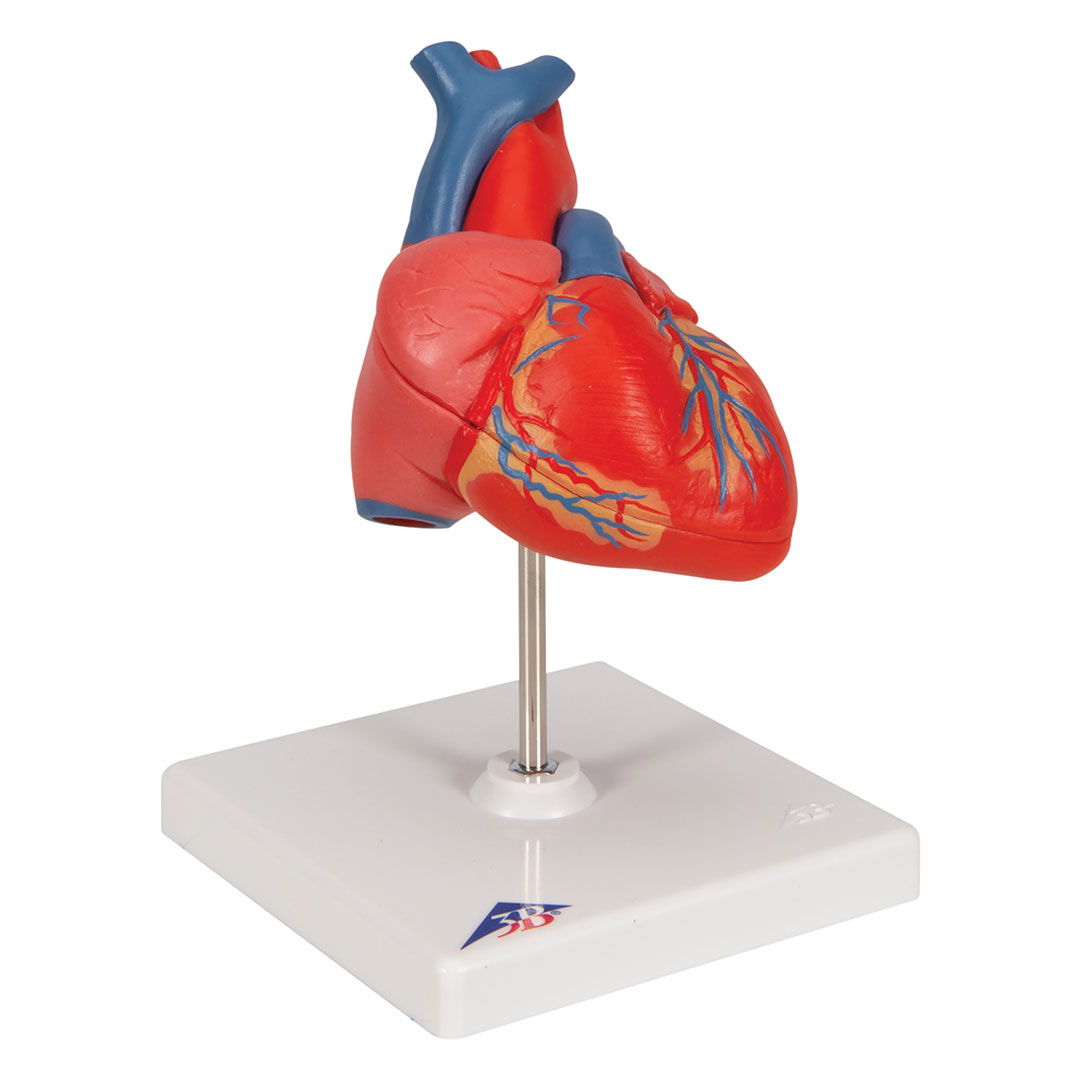 3B SCIENTIFIC Herz, 2-teilig, (G08)