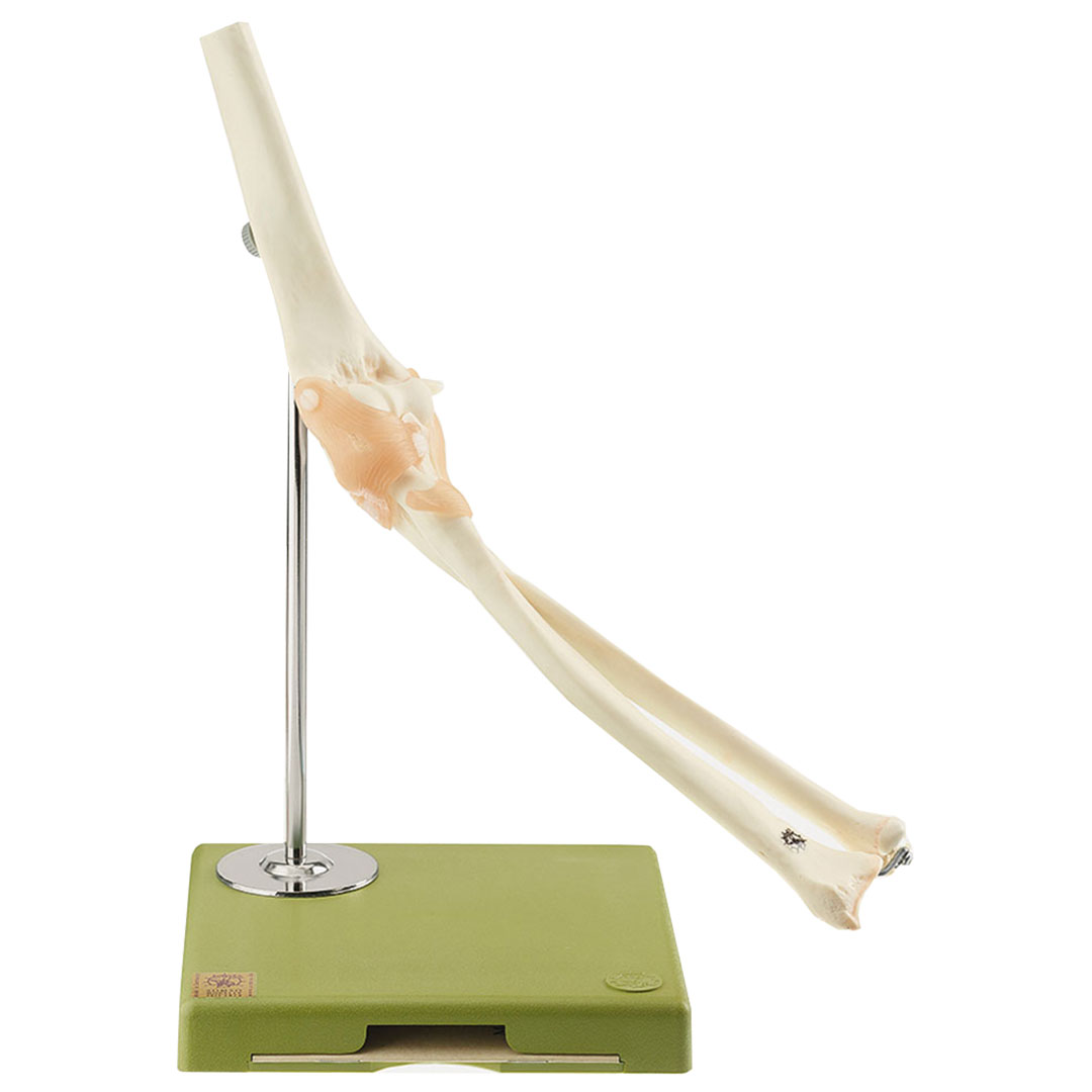 SOMSO® Funktionsmodell Ellbogen