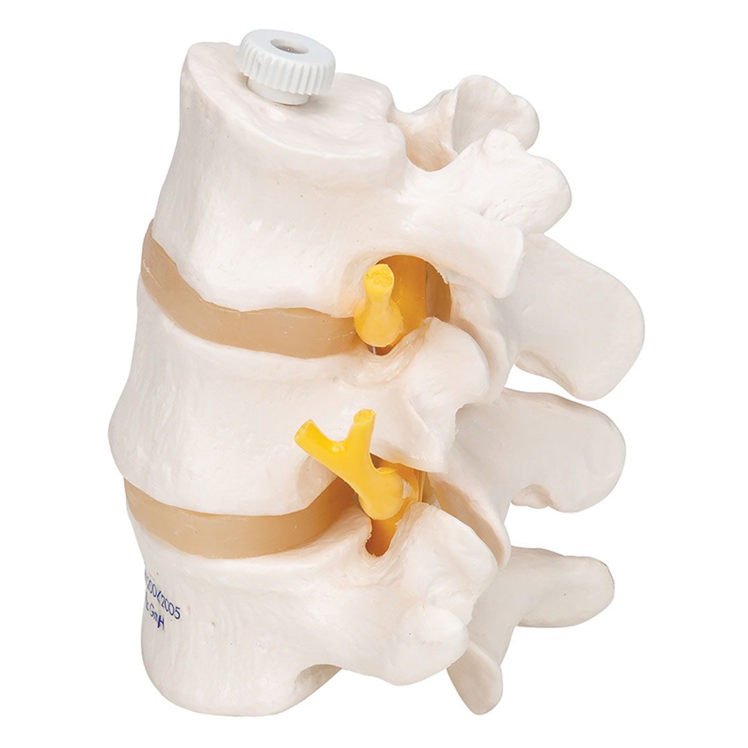 3B SCIENTIFIC 3 Lendenwirbel, elastisch mont. (A76/8)