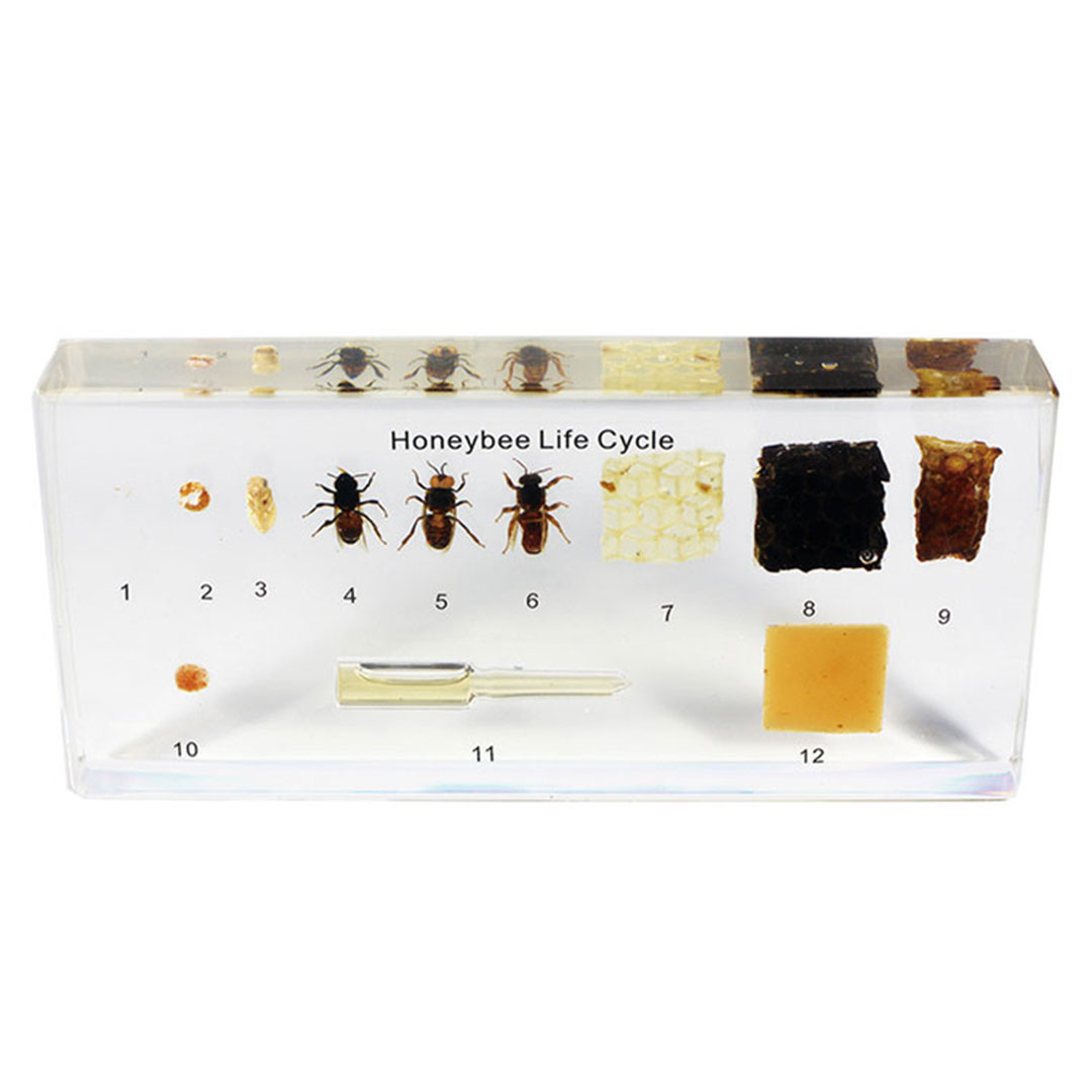 3B SCIENTIFIC Leben der Honigbiene (W59558)