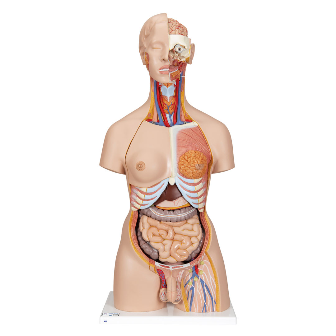 3B SCIENTIFIC Torso m.Kopf, 2-geschlechtlich, 28 T. (B35)