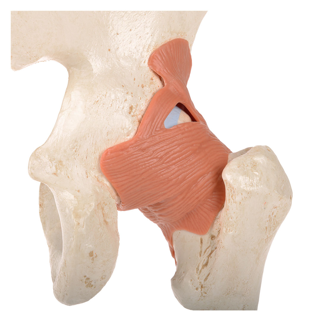 3B SCIENTIFIC Hüftgelenk, Funktionsmodell (A81/1)
