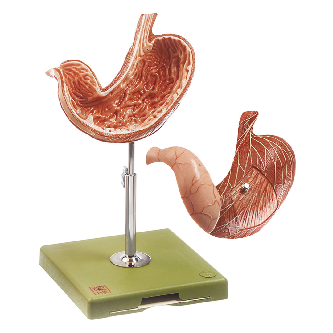 SOMSO® Modell, Magen