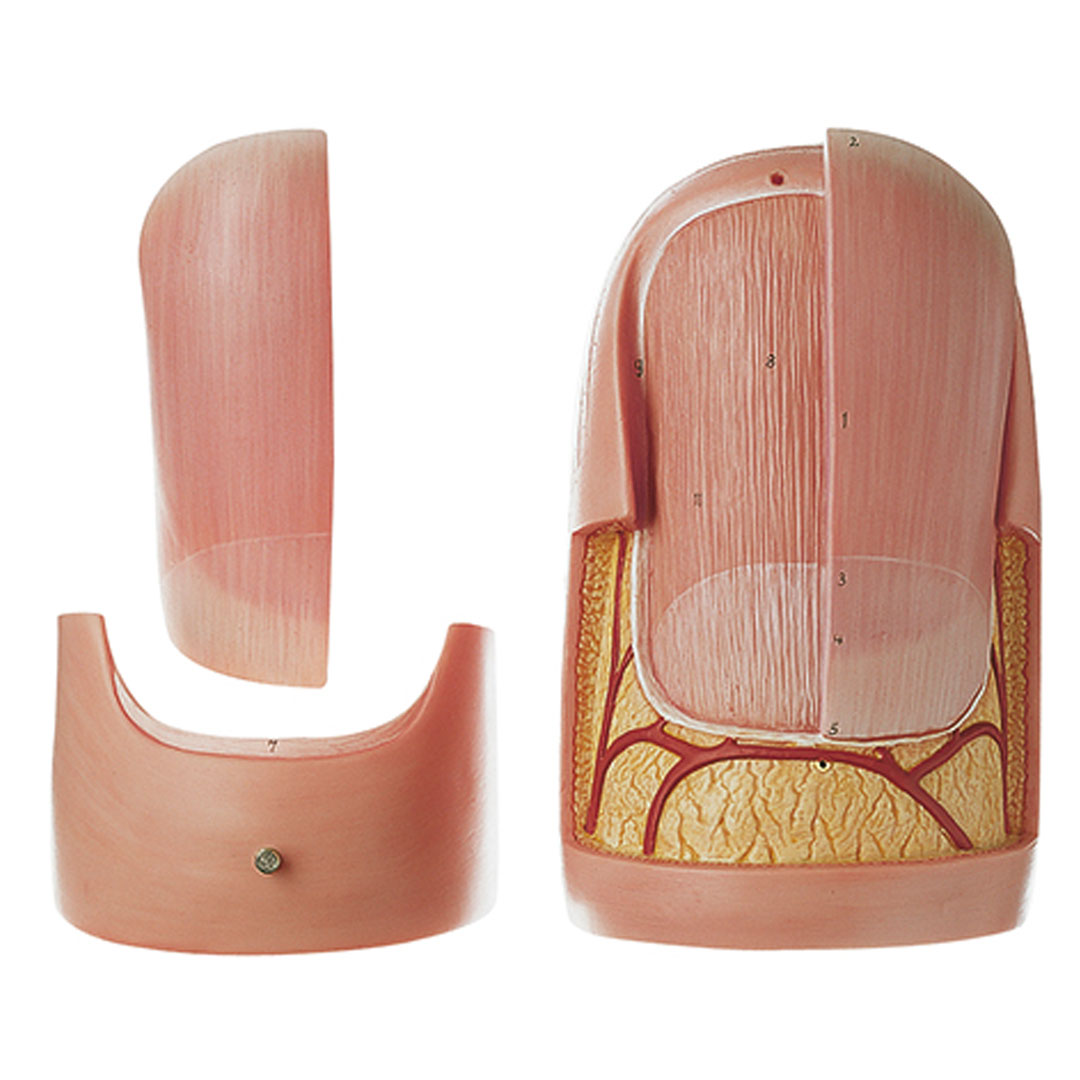 SOMSO® Fingernagel, 10fach vergrössert