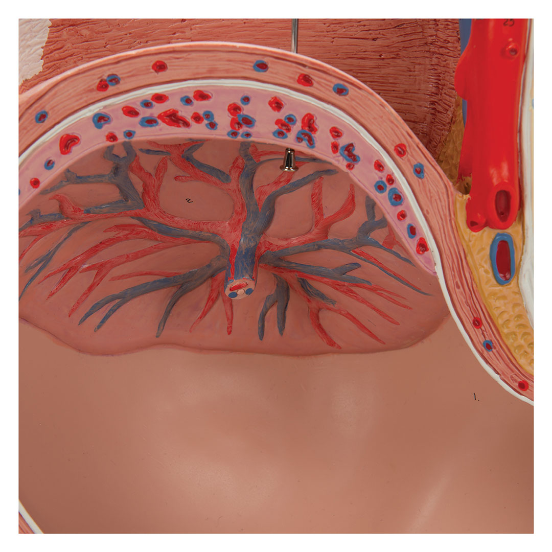 3B SCIENTIFIC Schwangerschaftsbecken, 3-tlg. (L20)