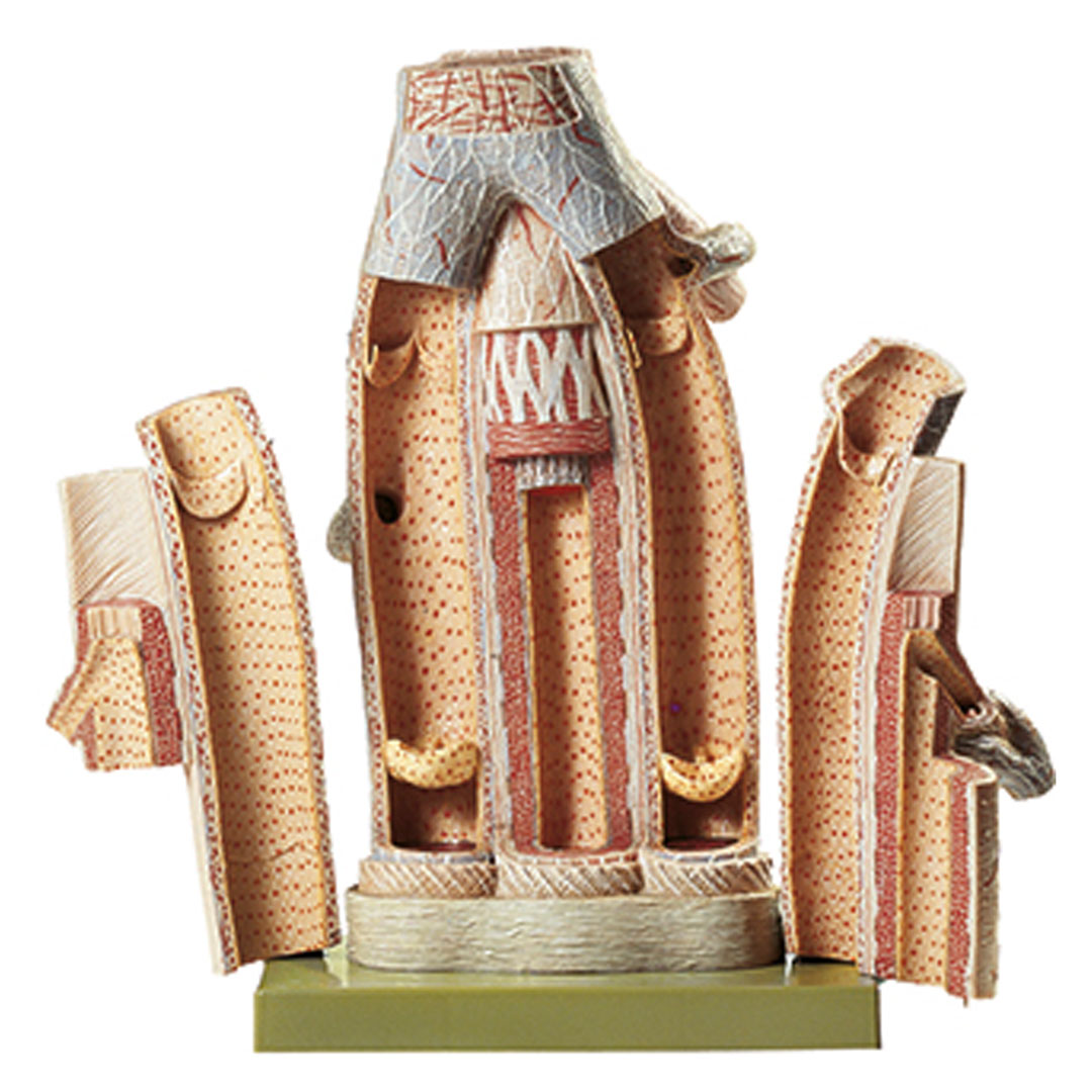 SOMSO® Arterie/Vene (Feinbau), Modell