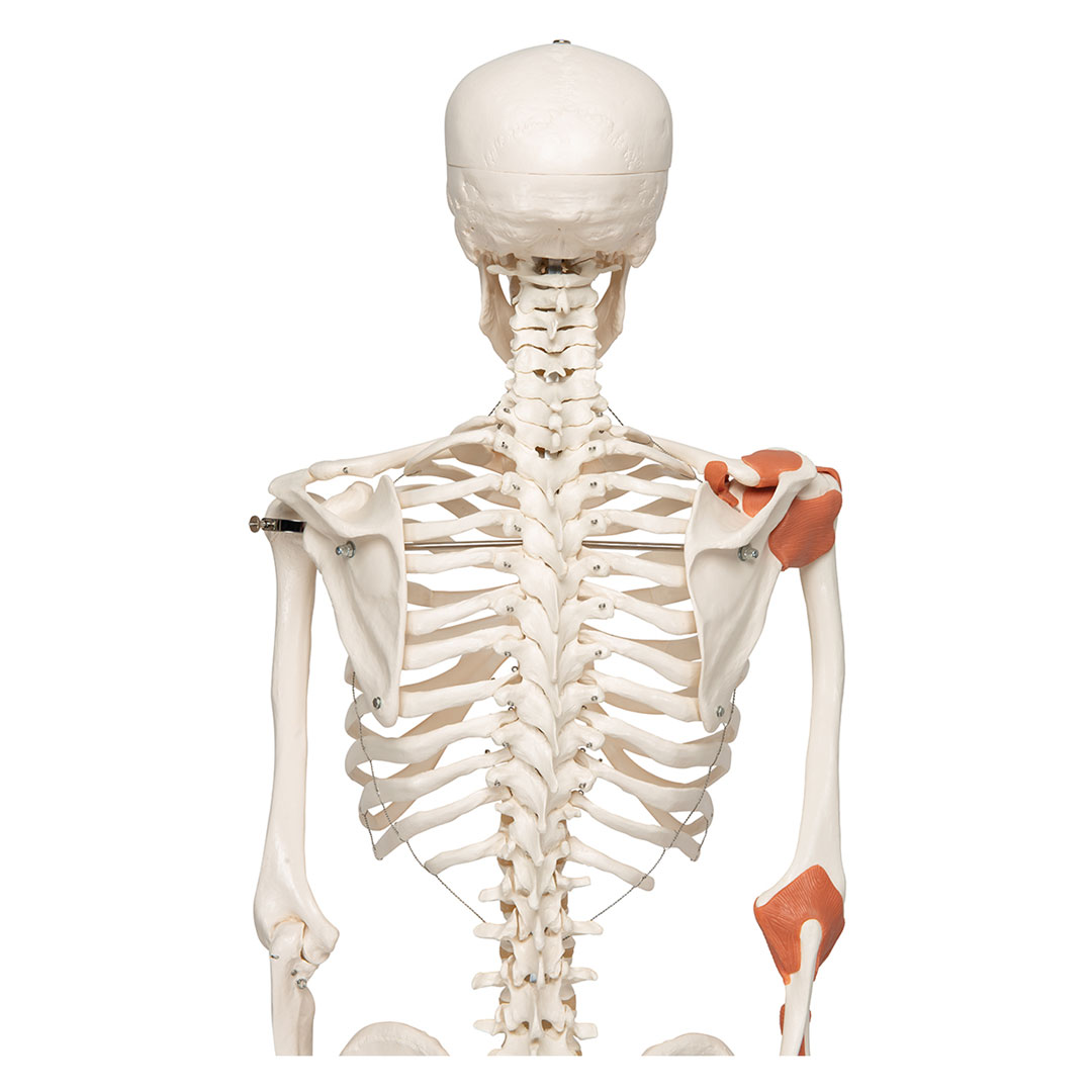 3B SCIENTIFIC Skelett Leo mit Gelenkbändern (A12) 3B SCIENTIFIC Skelett Leo mit Gelenkbändern (A12)
