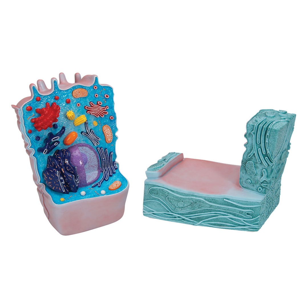 3B SCIENTIFIC Tierische Zelle, 2-teilig (R04)