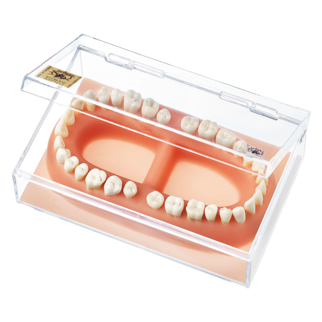 SOMSO® Erwachsenengebiss,32 Kunststoffzähne*