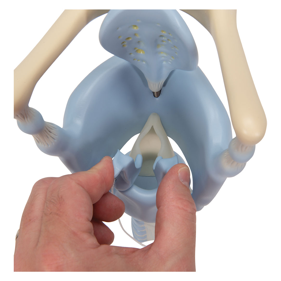 3B SCIENTIFIC Kehlkopf, Funktionsmodell, 3 fache Gr. (VC219)