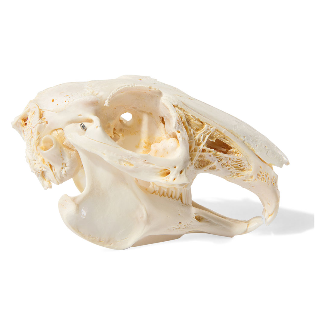 3B SCIENTIFIC Kaninchenschädel, Skelett