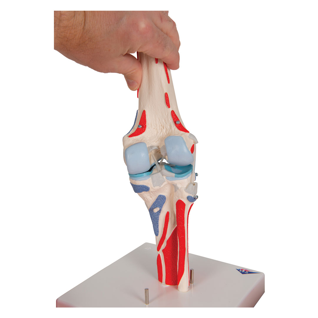 3B SCIENTIFIC Kniegelenk, 12-teilig, Grösse 33x17x17cm (A882)