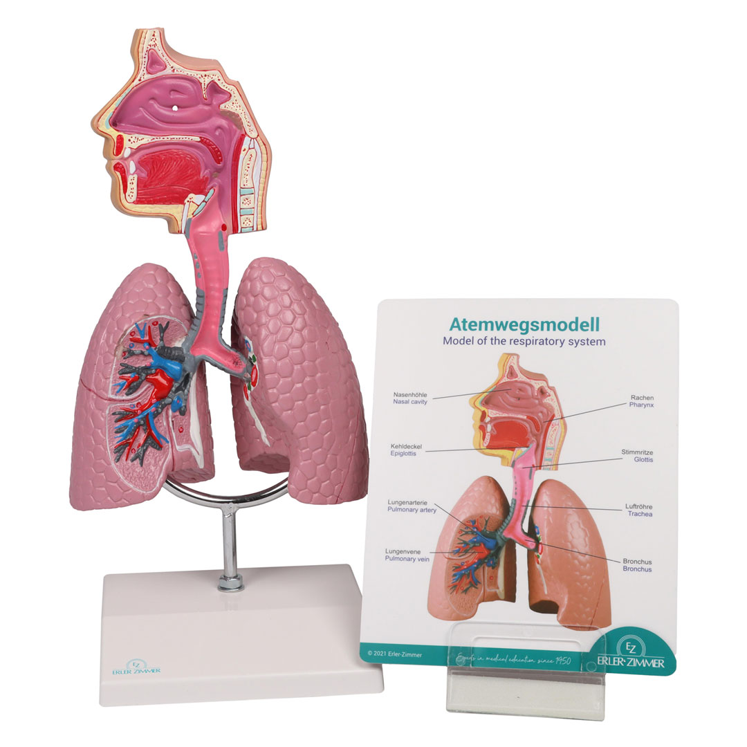 ERLER ZIMMER Atemwegsmodell - EZ Augmented Anatomy
