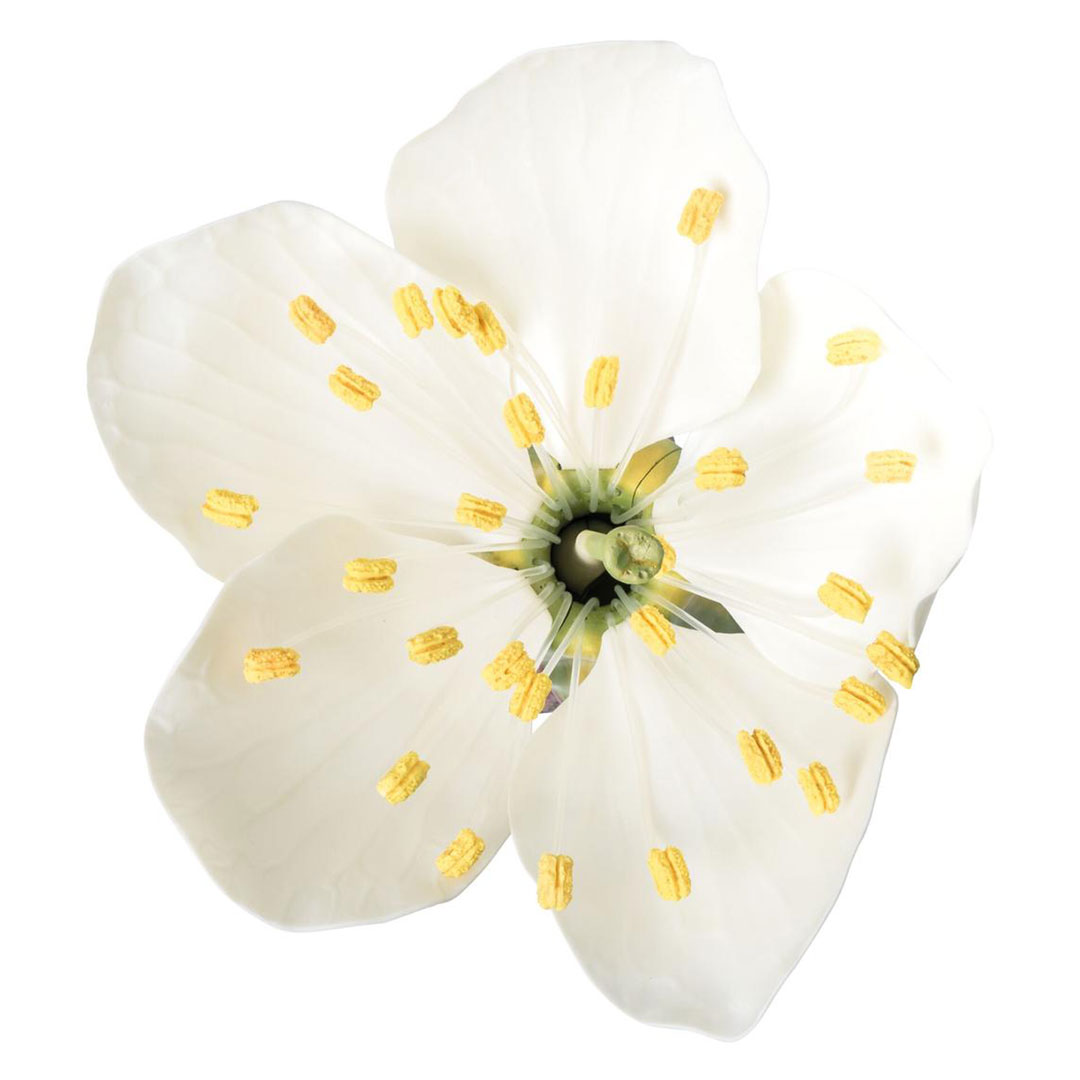 3B SCIENTIFIC Kirschblüte mit Frucht (T21019), 7-fach, 3-teilig