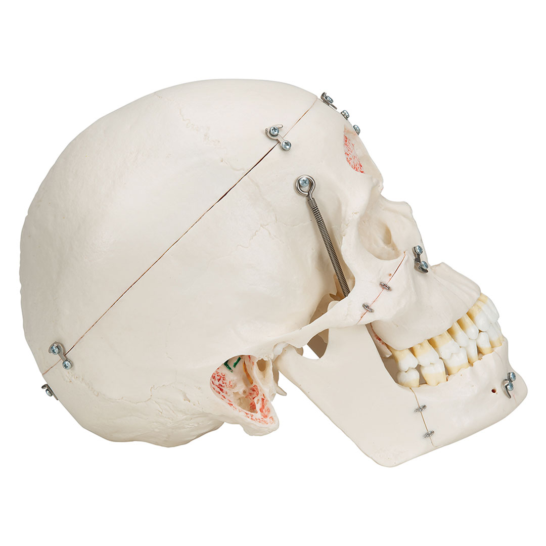 3B SCIENTIFIC Schädel, Demo, 10-teilig, Zähne herausn. (A27)