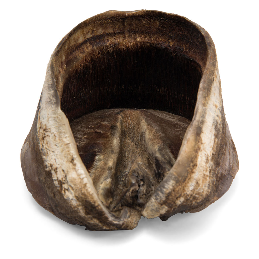 3B SCIENTIFIC Pferdefuss, Knochenpräparat (T30023)