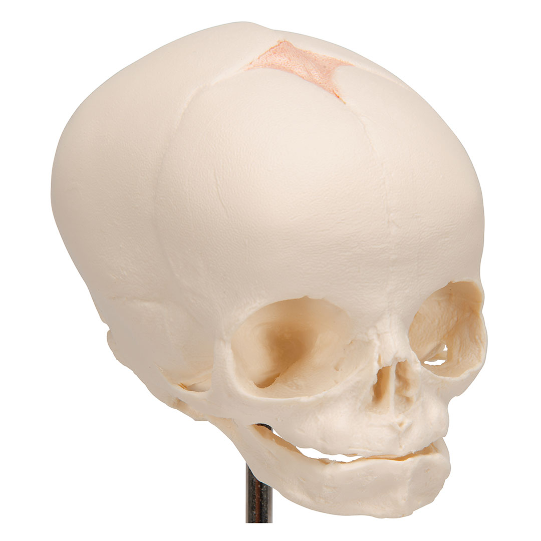 3B SCIENTIFIC Fetus-Schädel auf Stativ (A26)