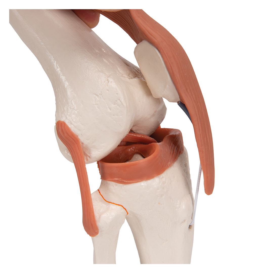 3B SCIENTIFIC Kniegelenk, Funktionsmodell (A82)