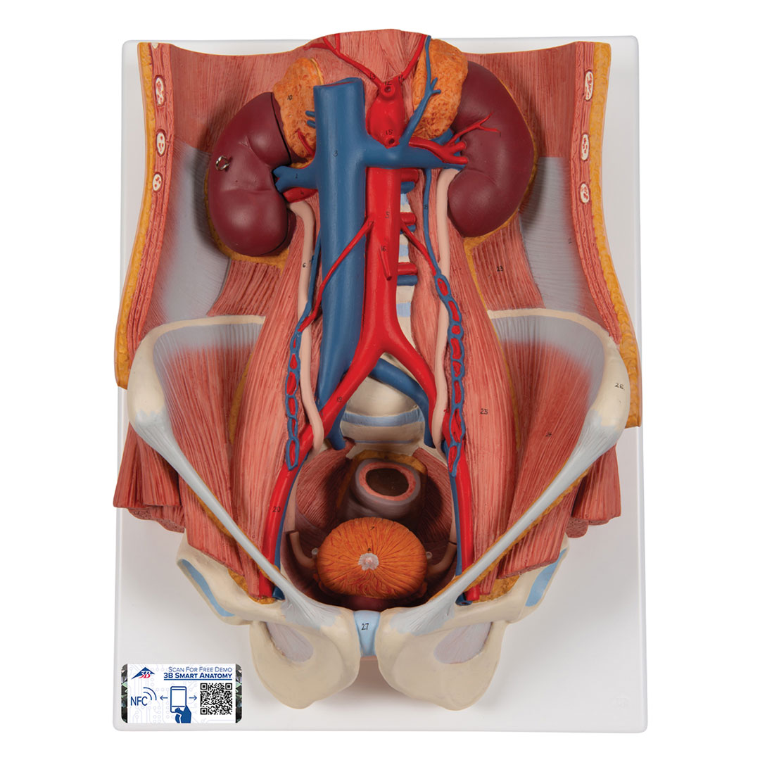3B SCIENTIFIC Harnapparat, zweigeschl., 6-teilig (K32)