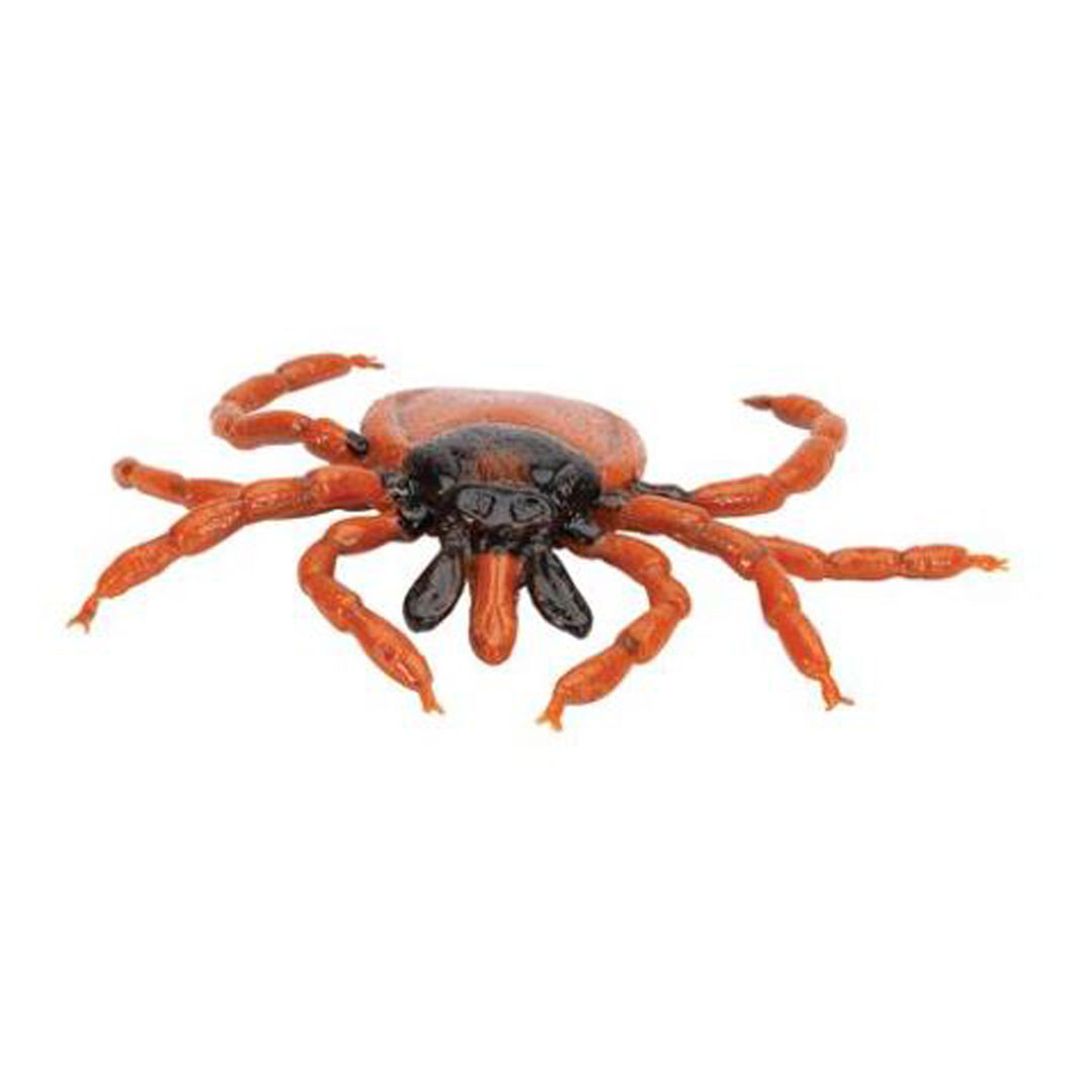 3B SCIENTIFIC Gemeiner Holzbock, Modell