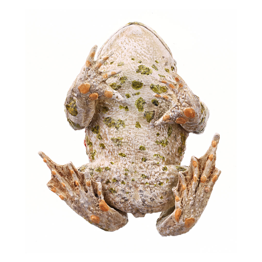 SOMSO® Wechselkröte