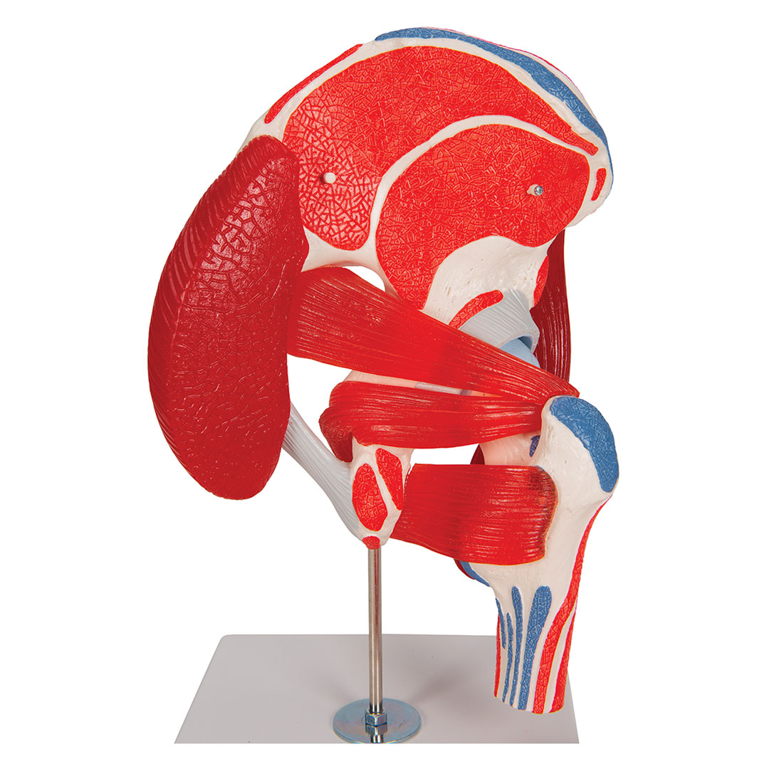 3B SCIENTIFIC Hüftgelenk, 7-teilig, Grösse 18x32x18cm (A881)