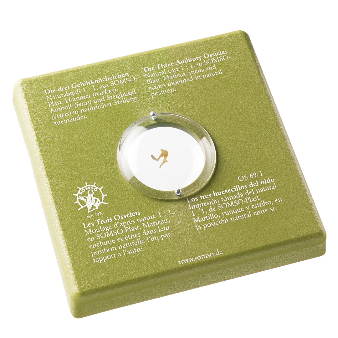 SOMSO® Gehörknöchelchenkette und Plexiglas