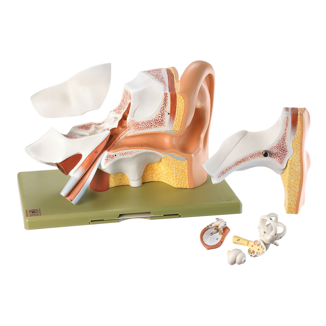 SOMSO® Gehörorgan, 3-fach vergr., 6-teilig