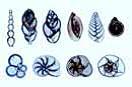 Mikropräparateserie: Einzeller (Protozoa), 10 Präparate