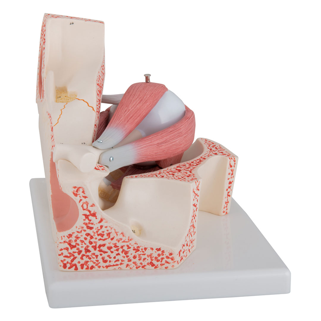 3B SCIENTIFIC Auge i.Augenhöhle, 7-tlg., 3-fach vergr. (F13), Grösse 18x26x19cm