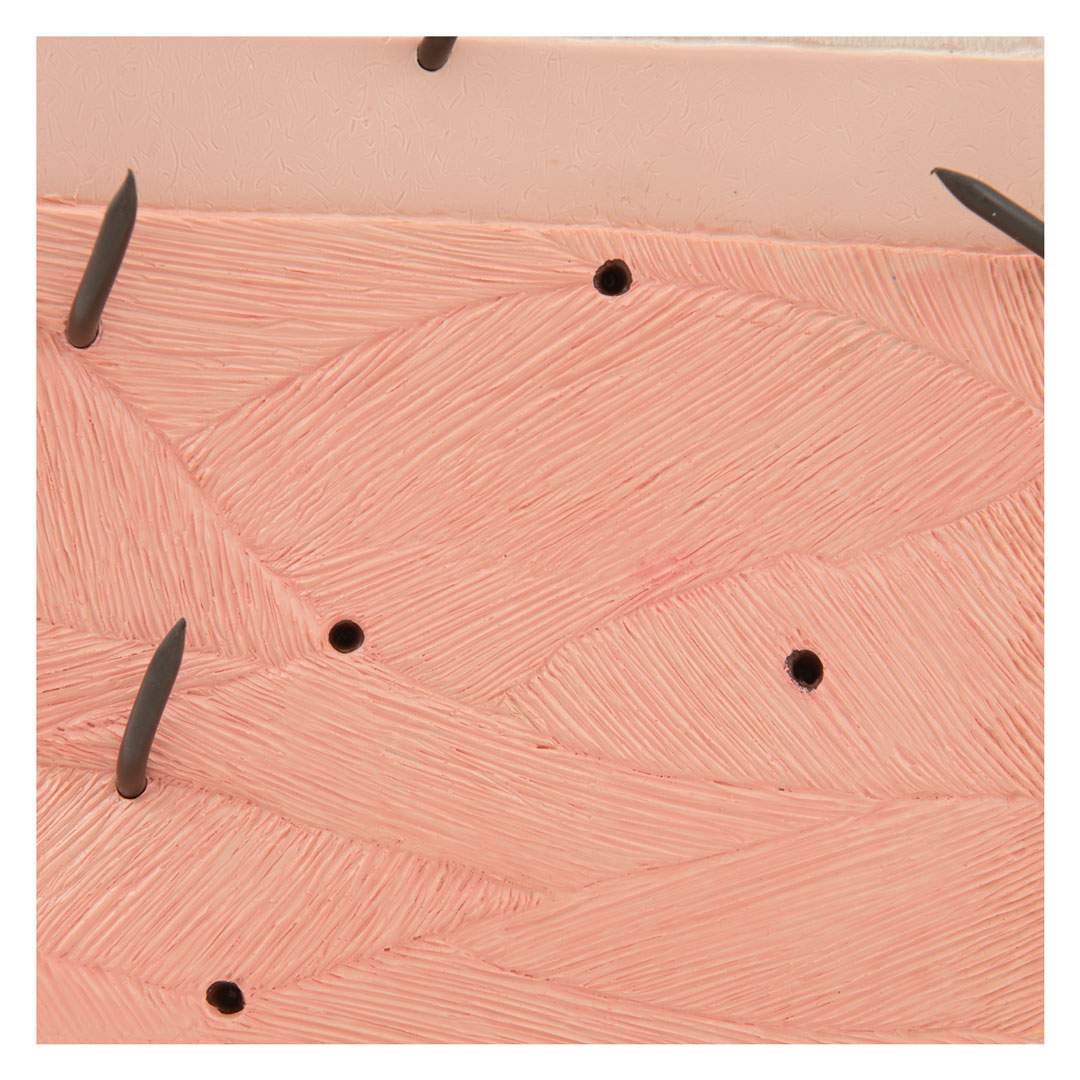 3B SCIENTIFIC Haut, Blockmodell, 70-fache Grösse (J13)