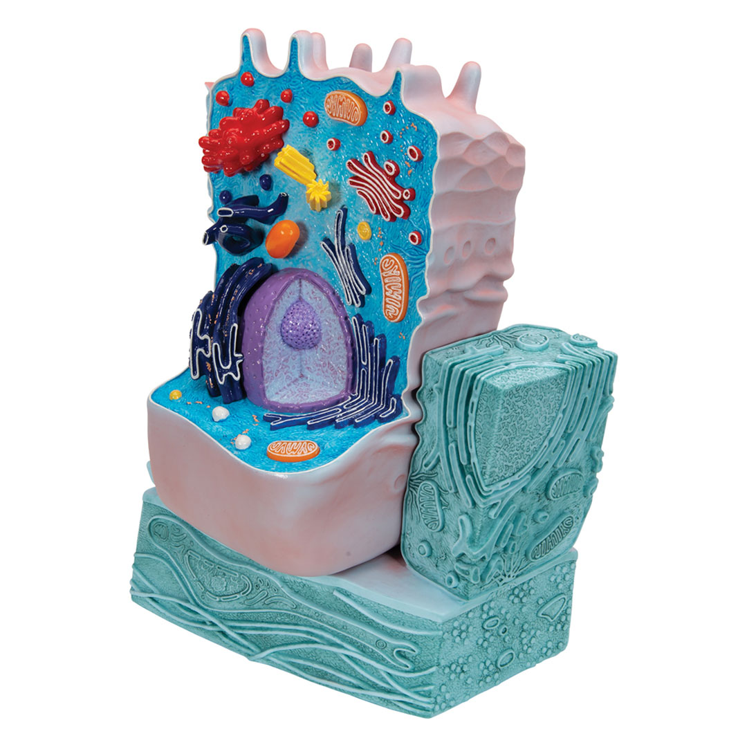 3B SCIENTIFIC Tierische Zelle, 2-teilig (R04)