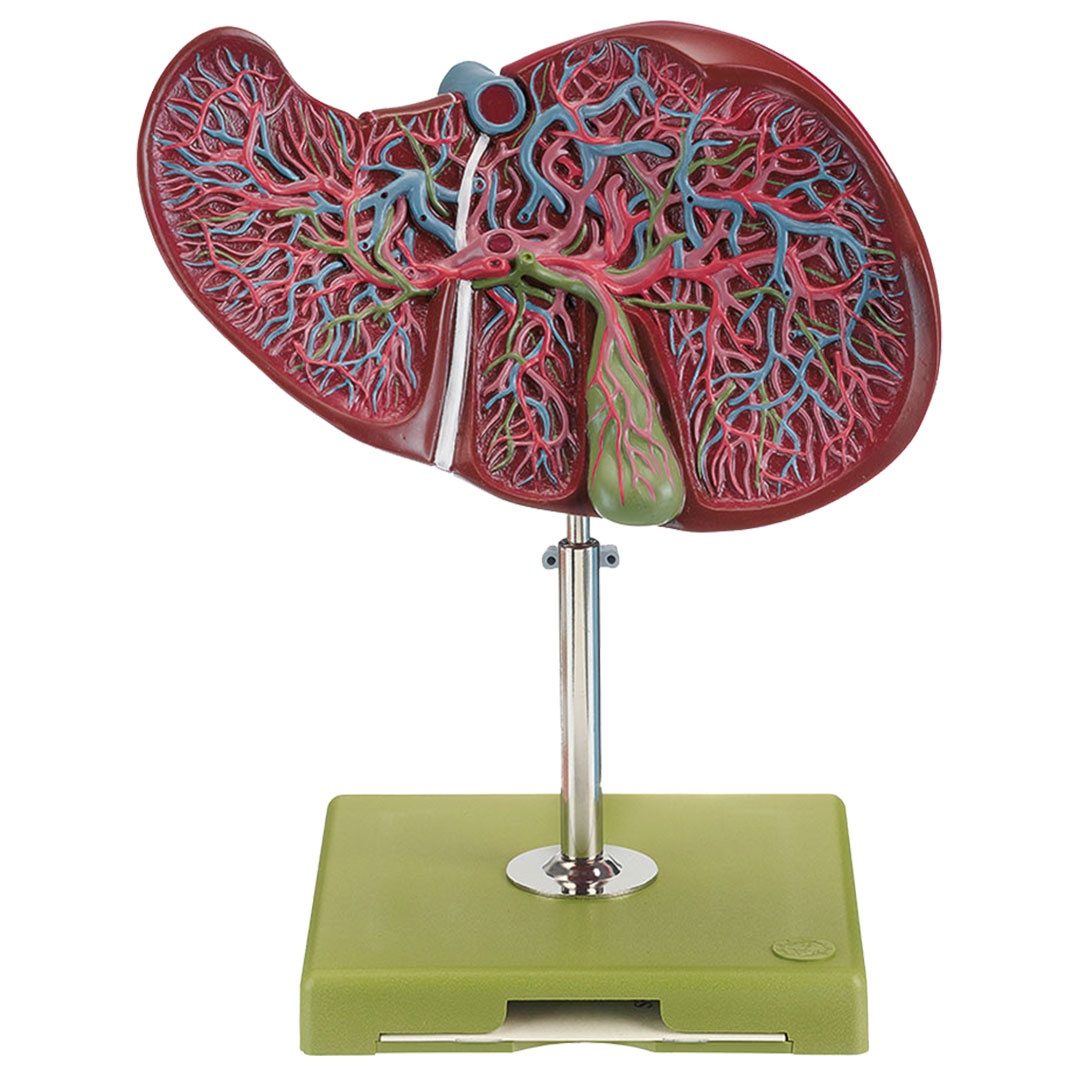 SOMSO® Leber und Gallenblase