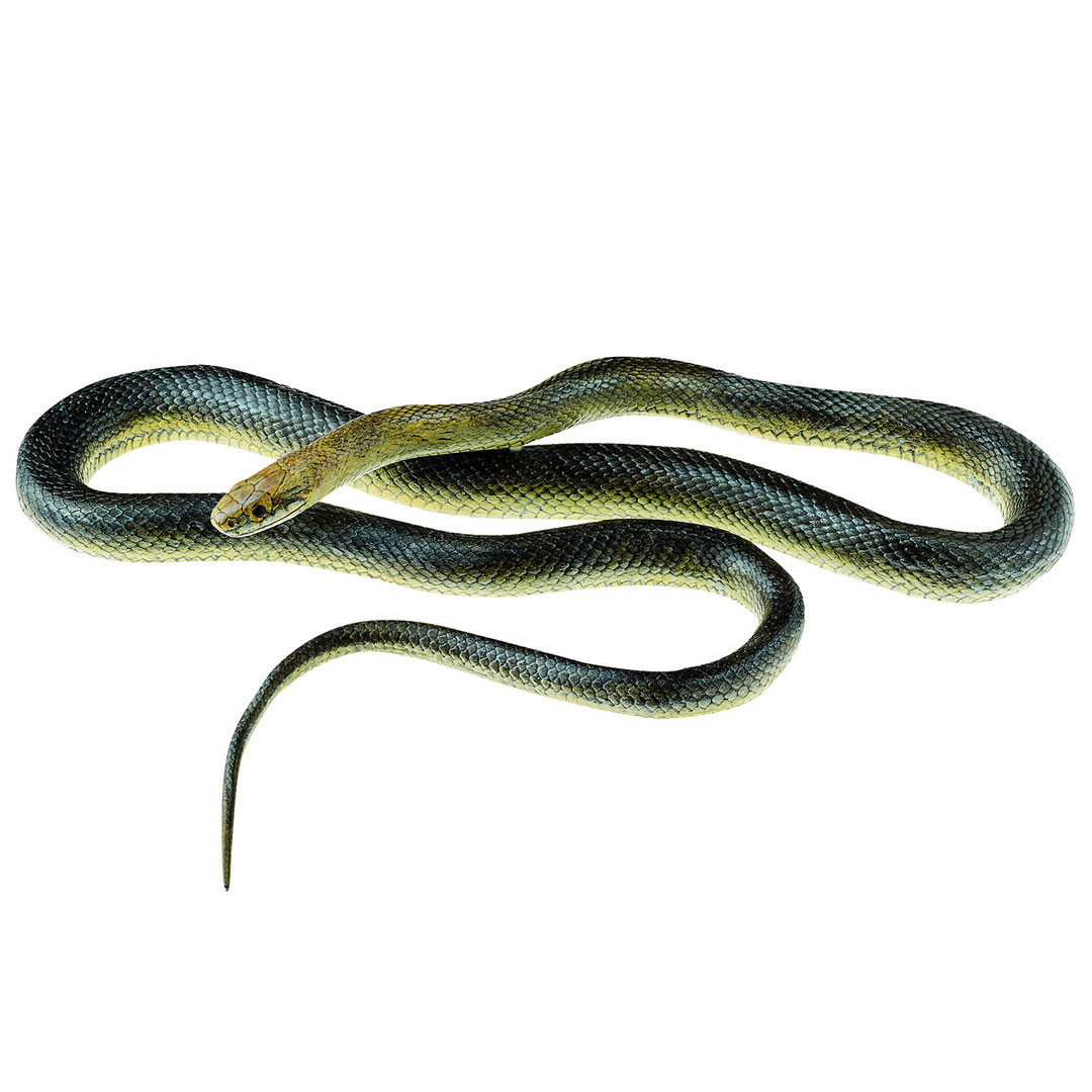 SOMSO® Aeskulapnatter, männlich