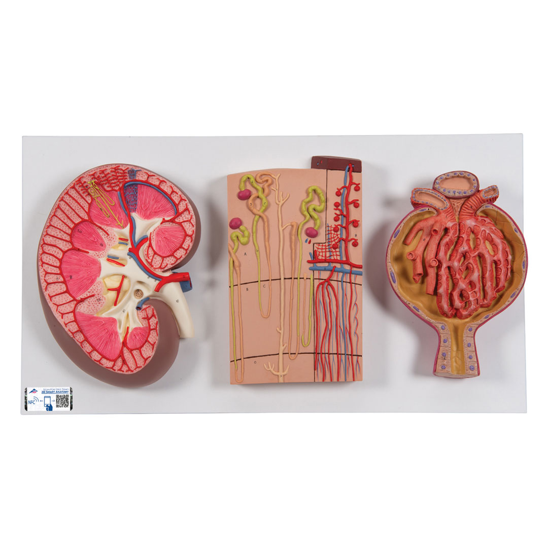 3B SCIENTIFIC Nierenschnitt, 3-Schnitte, Nep./Blu./Ni. (K11)
