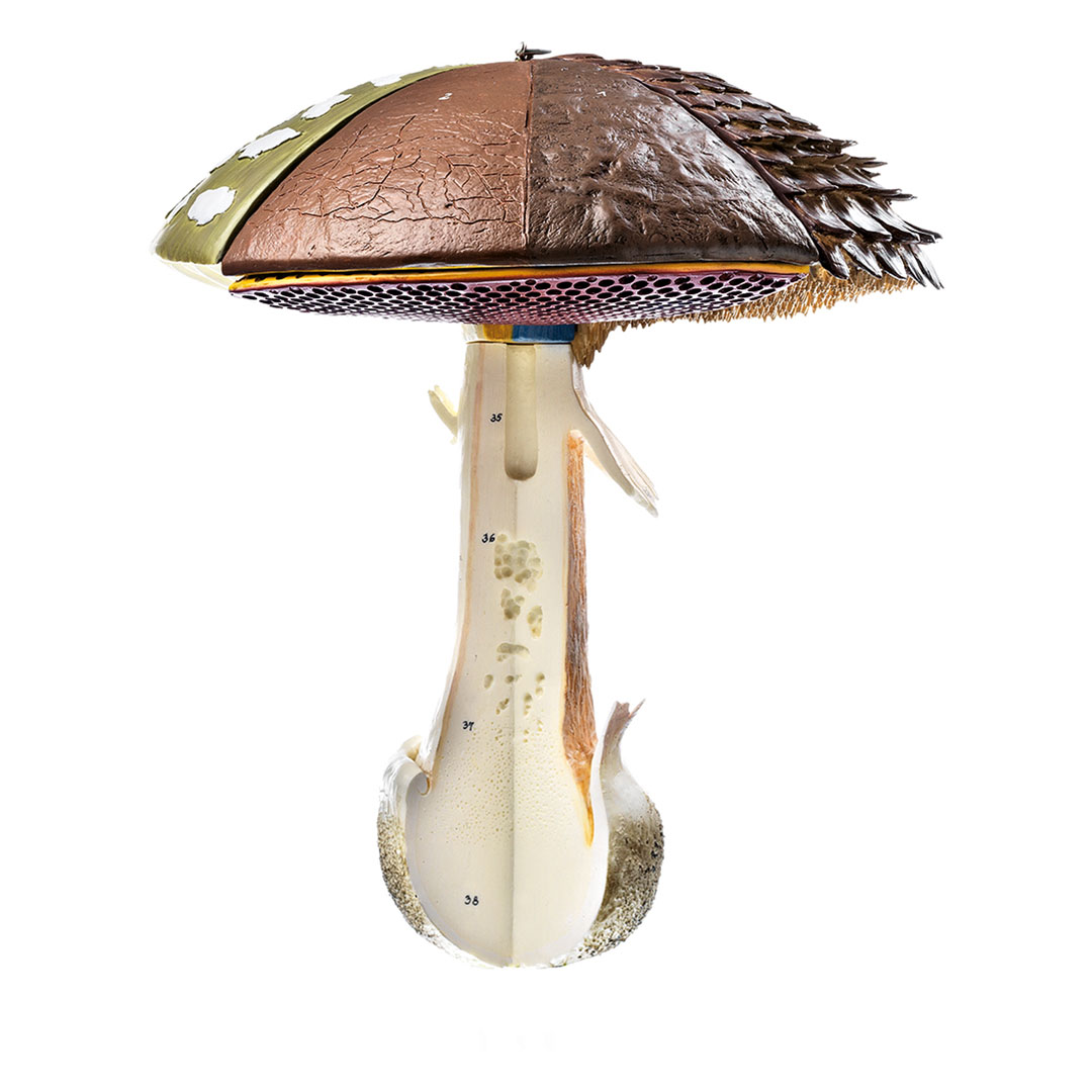SOMSO® Aufbau von Hutpilzen,Modell
