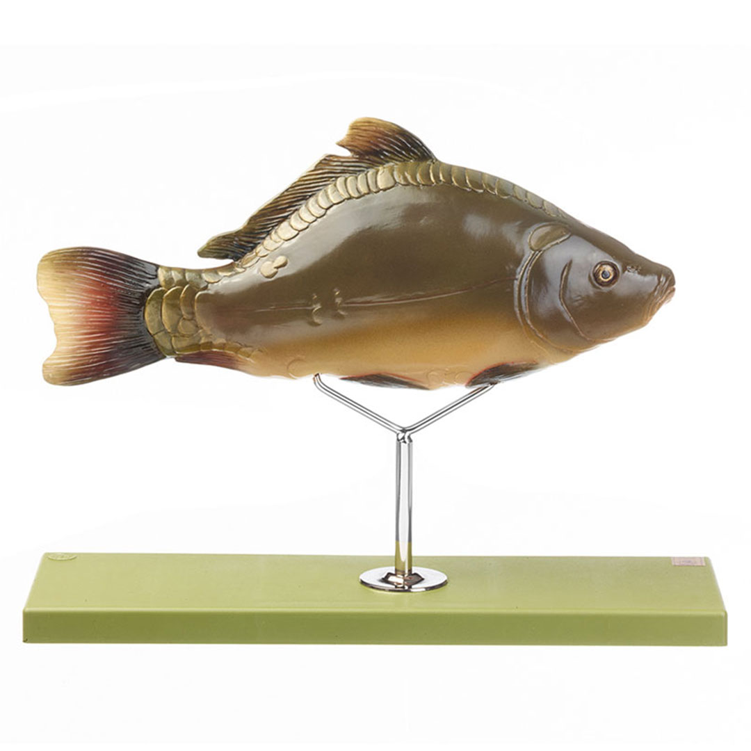 SOMSO® Knochenfisch, Anatomie