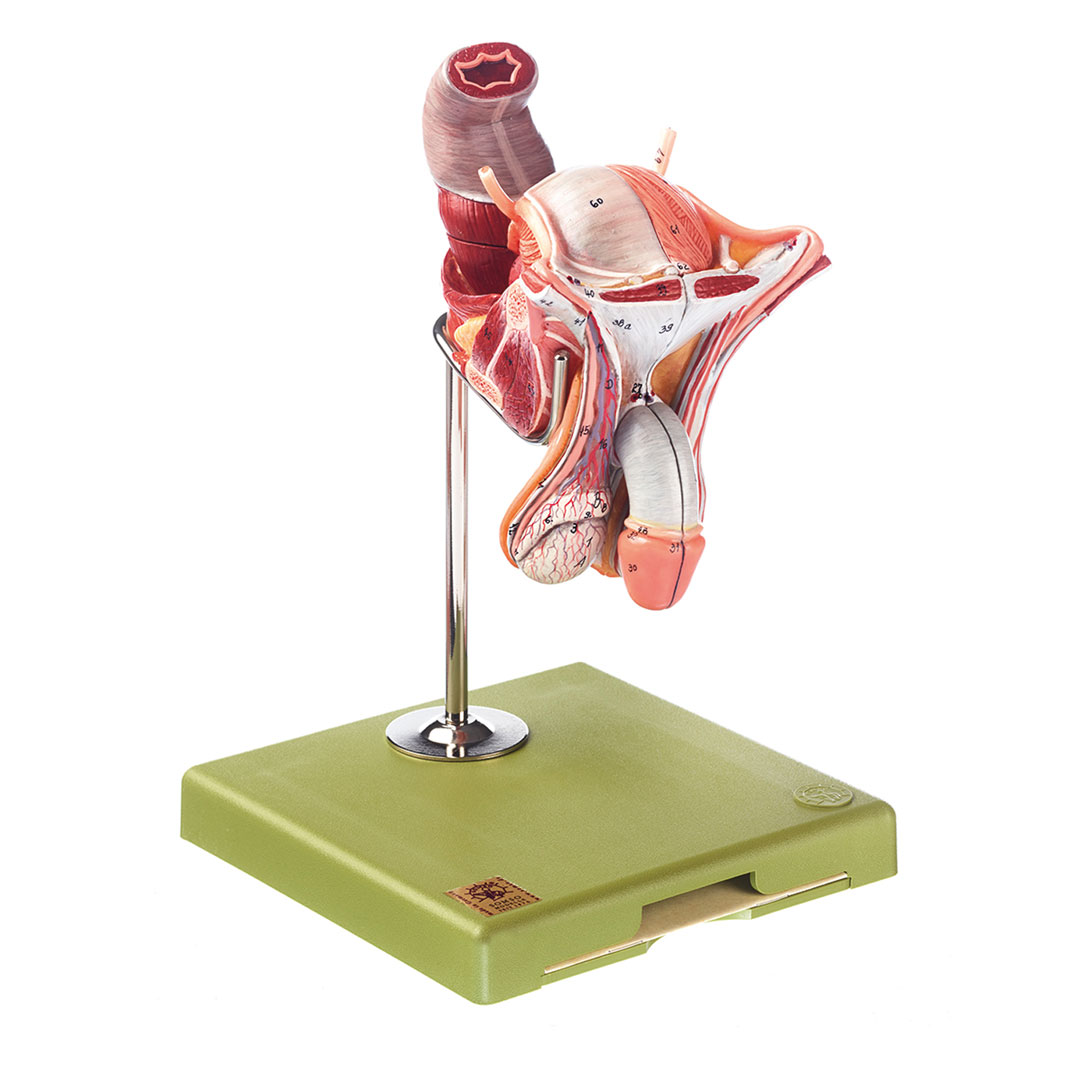 SOMSO® Männliche Geschlechtsorgane