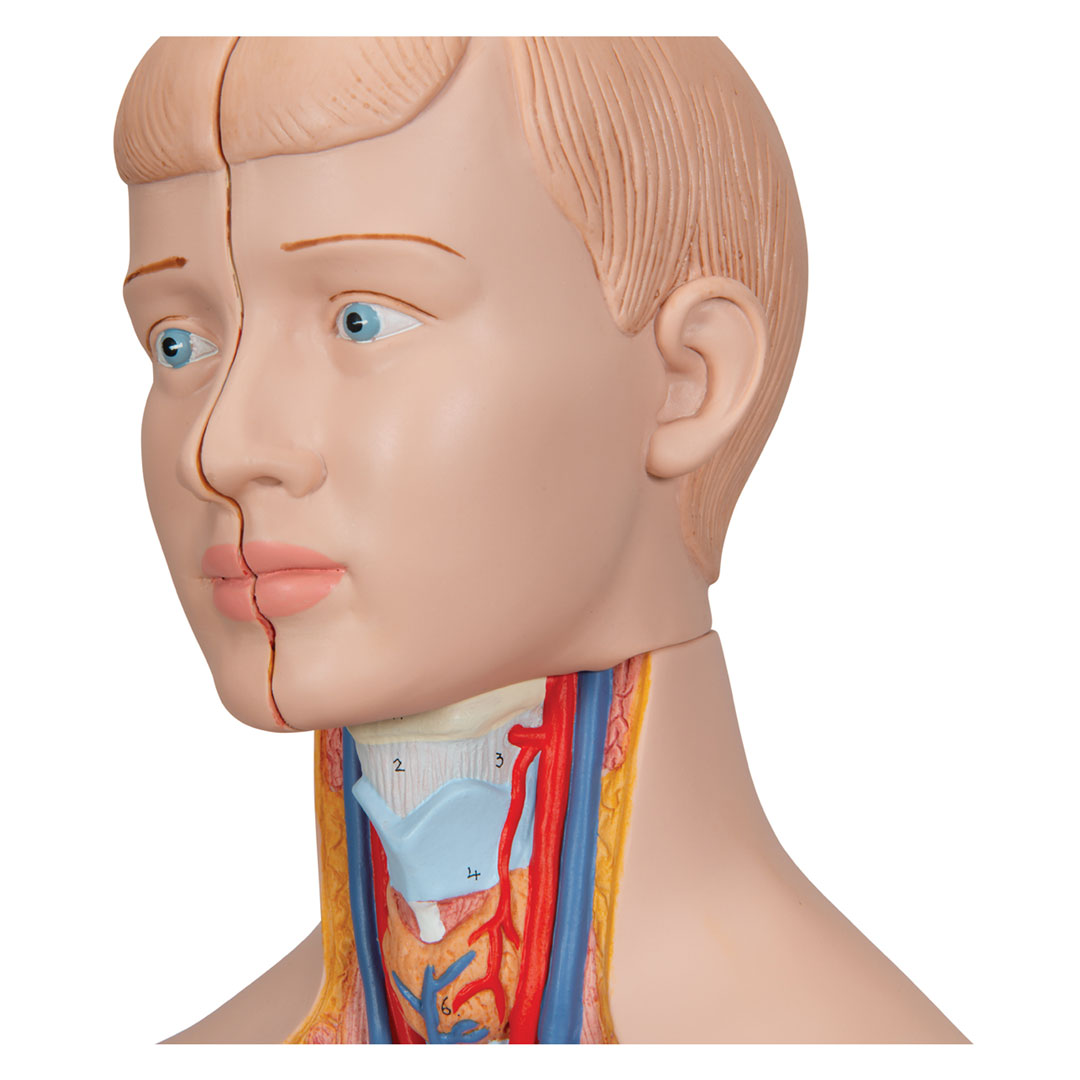 3B SCIENTIFIC Mini-Torso mit Kopf, 12-teilig (B22)
