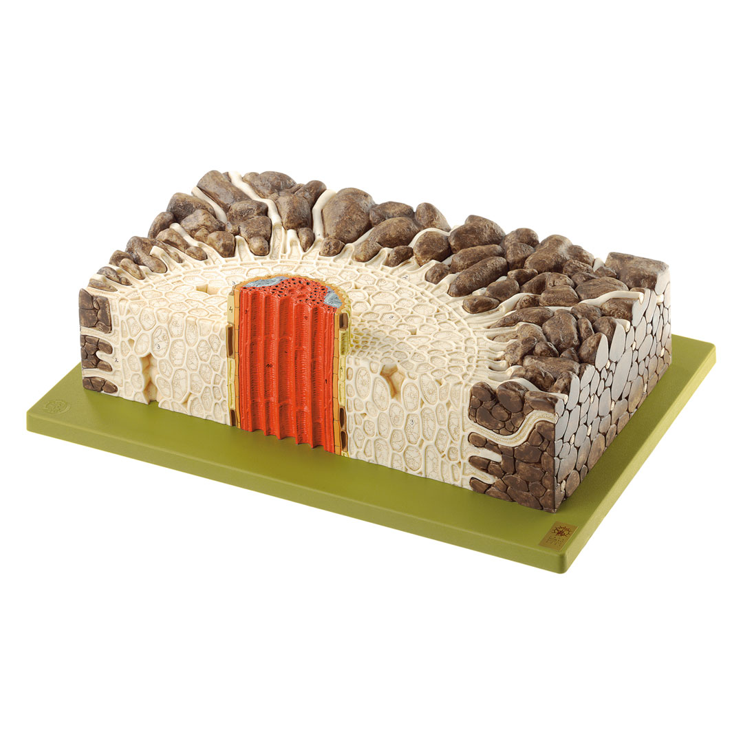 SOMSO® Wurzel (Scharfer Hahnenfuss), Modell*