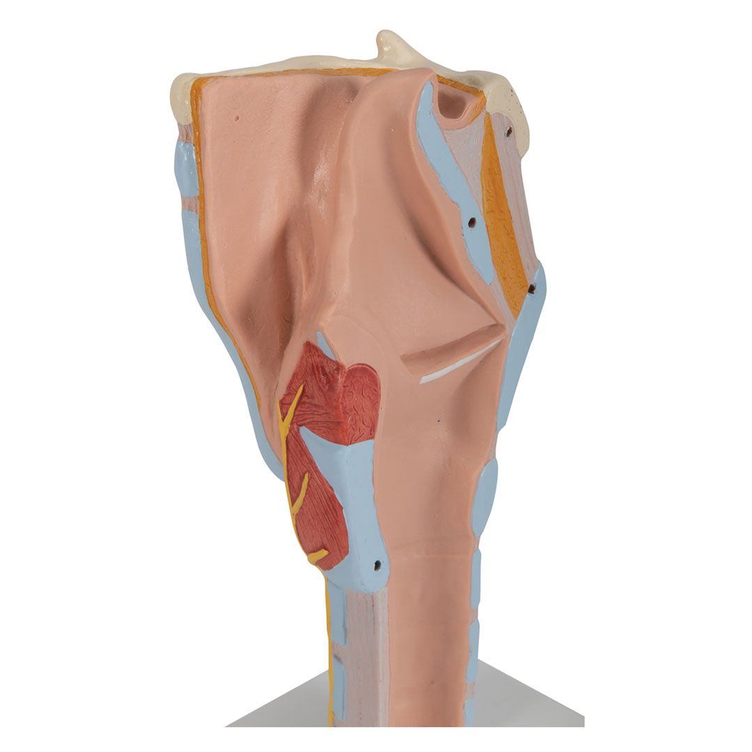 3B SCIENTIFIC Kehlkopf, 7-tlg. 2-fache Grösse (G21)