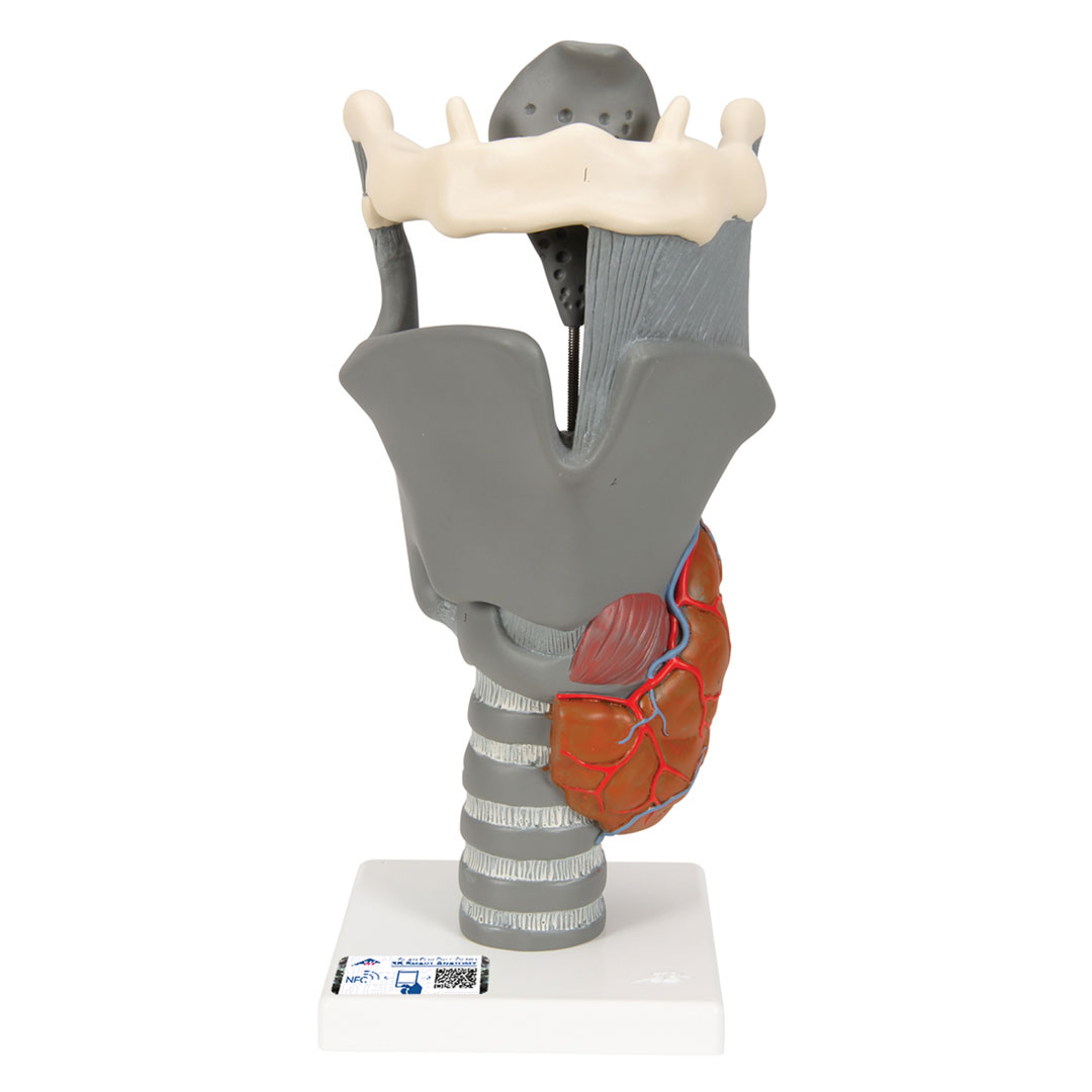 3B SCIENTIFIC Kehlkopf, Funktionsmodell, 2,5-fach (G20)