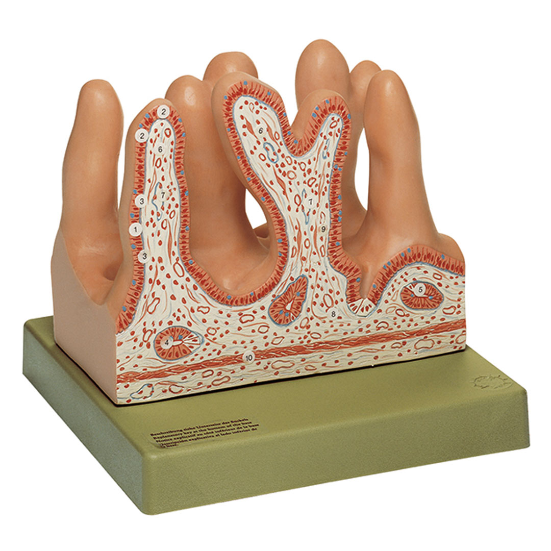 SOMSO® Innere Oberfläche des Leerdarms/400fach vergrössert