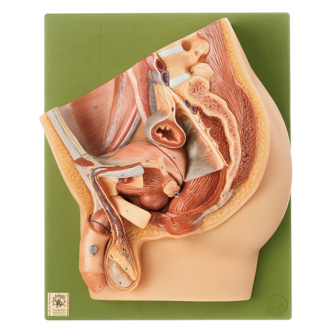 SOMSO® Männliches  Becken, Medianschnitt