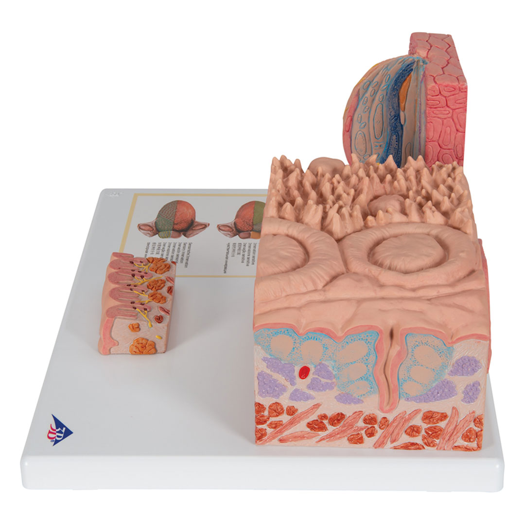 3B SCIENTIFIC MICROanatomy Zunge (D17)