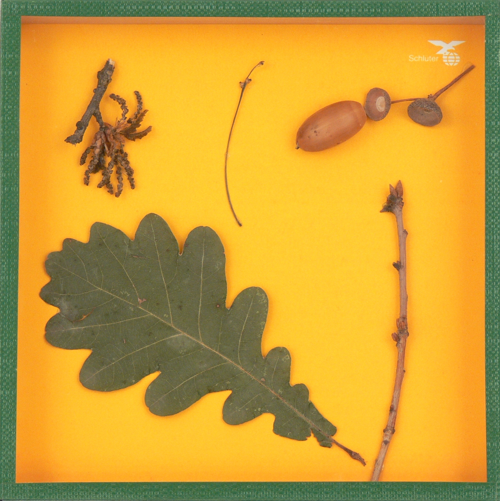 Eiche, Schaukasten 17,5x17,5cm