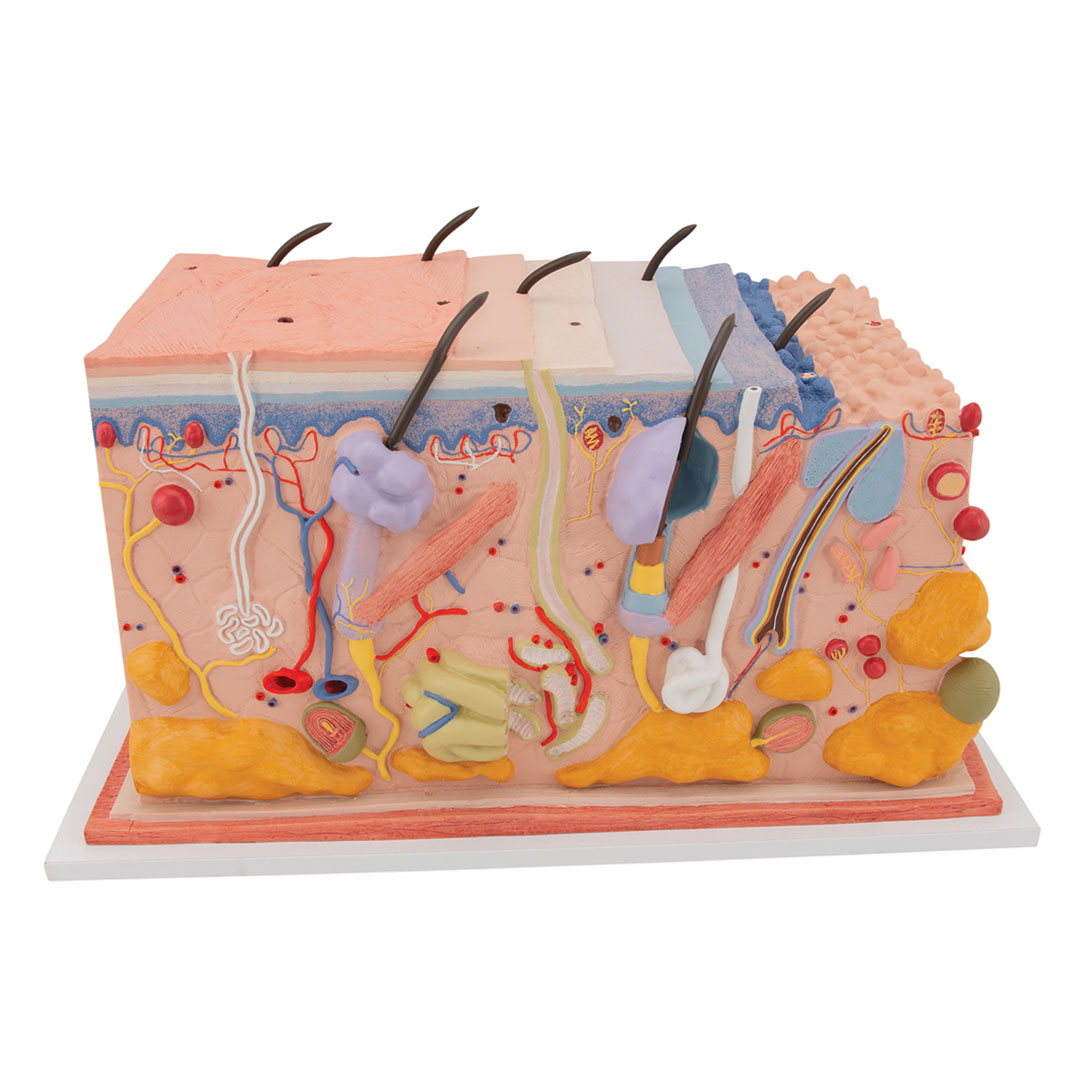 3B SCIENTIFIC Haut, Blockmodell, 70-fache Grösse (J13)