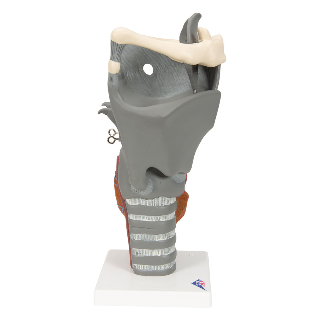 3B SCIENTIFIC Kehlkopf, Funktionsmodell, 2,5-fach (G20)